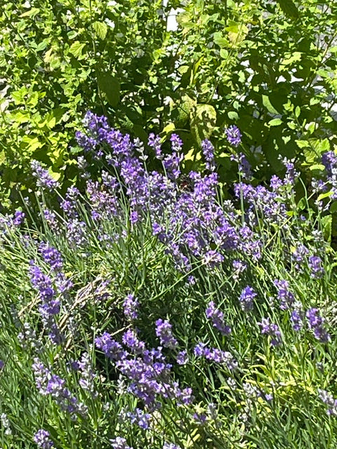 Lavender Dream